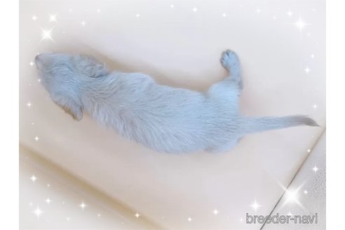 成約済の東京都のミニチュアダックスフンド(ロングヘアード)-309638の2枚目