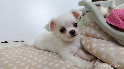 販売中の千葉県のチワワ(ロングコート)-308299の102枚目