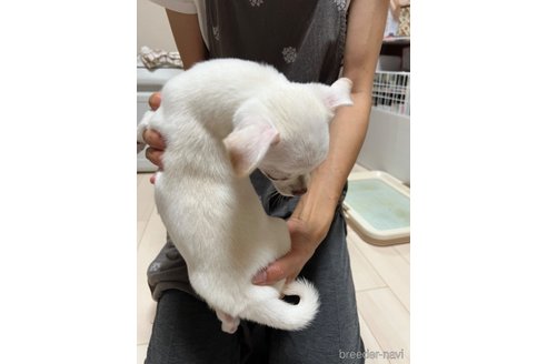 成約済の千葉県のチワワ(スムースコート)-297354の38枚目