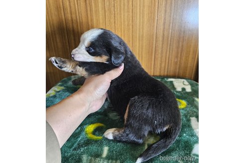 成約済の北海道のバーニーズマウンテンドッグ-310093の2枚目