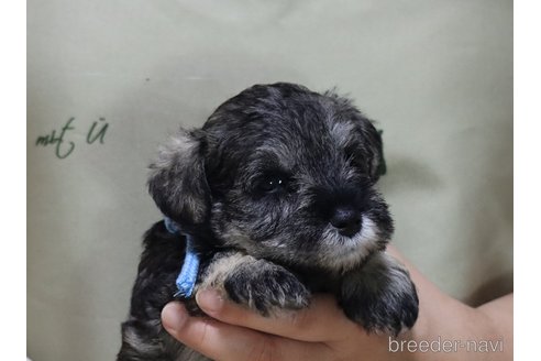 成約済の静岡県のミニチュアシュナウザー-310098の6枚目