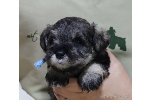 成約済の静岡県のミニチュアシュナウザー-310098の7枚目