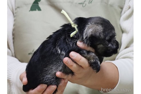 成約済の静岡県のミニチュアシュナウザー-310099の3枚目