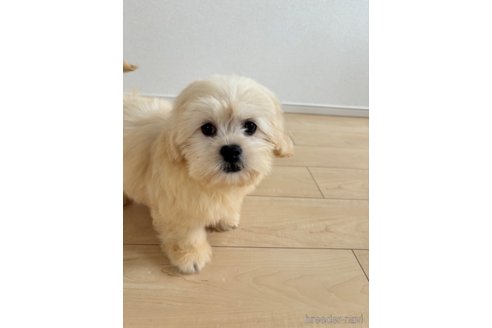 成約済の宮崎県のミックス犬-309641の6枚目