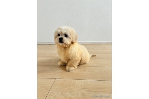 成約済の宮崎県のミックス犬-309641の3枚目