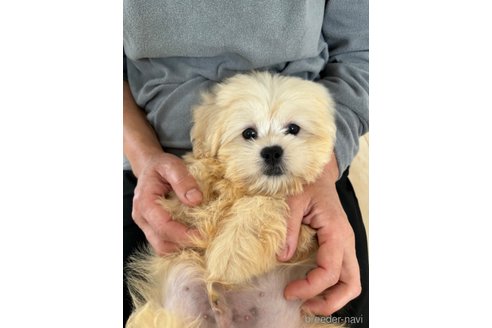 成約済の宮崎県のミックス犬-309641の4枚目