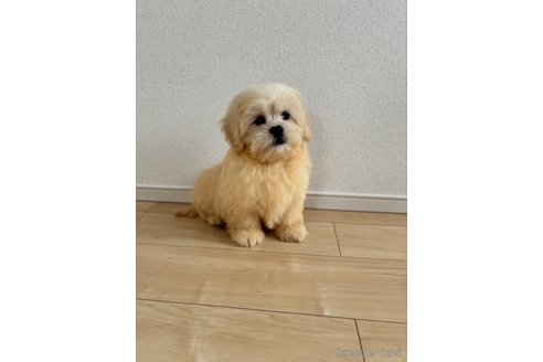 販売中の宮崎県のミックス犬-309641の5枚目