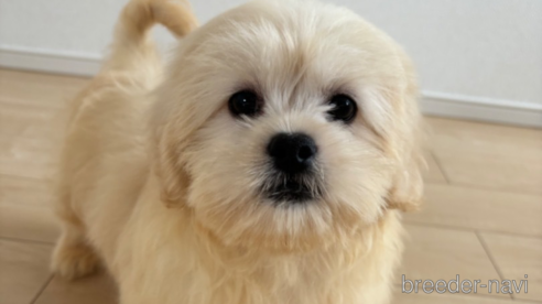 成約済の宮崎県のミックス犬-309641の1枚目
