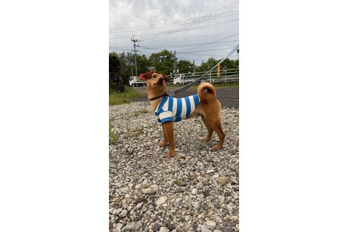 成約済の宮崎県のミックス犬-279031の3枚目