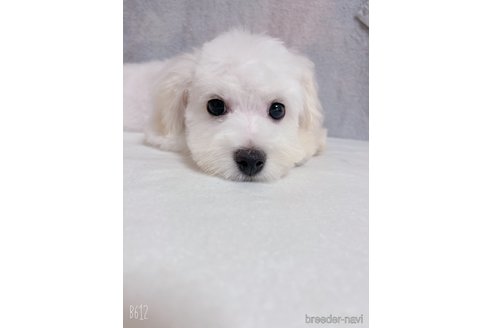 成約済の千葉県のマルプー:マルチーズ×トイプードル-301493の5枚目