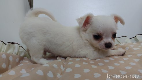販売中の千葉県のチワワ(ロングコート)-308299の94枚目