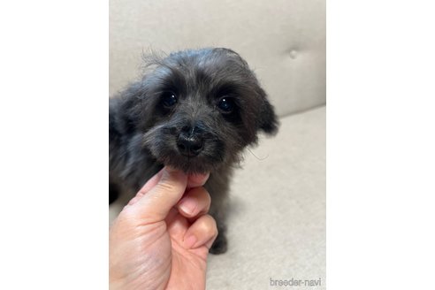 成約済の福岡県のミックス犬-297156の4枚目