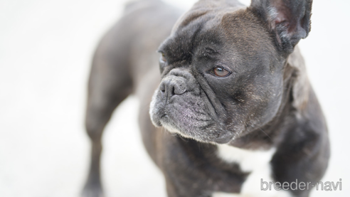 成約済の京都府のフレンチブルドッグ-310187の1枚目