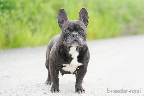 成約済の京都府のフレンチブルドッグ-310187の4枚目