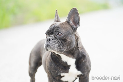 成約済の京都府のフレンチブルドッグ-310187の3枚目