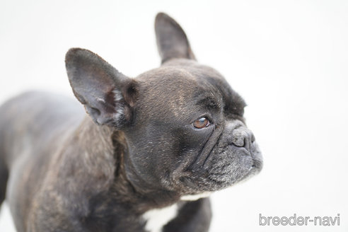 成約済の京都府のフレンチブルドッグ-310187の2枚目