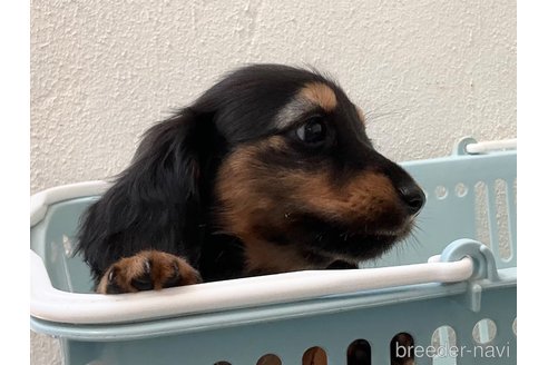 成約済の沖縄県のカニンヘンダックスフンド(ロングヘアード)-309060の3枚目