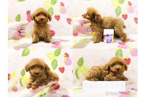 成約済の千葉県のティーカッププードル-303549の6枚目