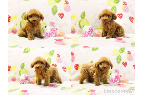 成約済の千葉県のティーカッププードル-303549の5枚目