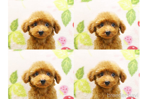 成約済の千葉県のティーカッププードル-303549の4枚目