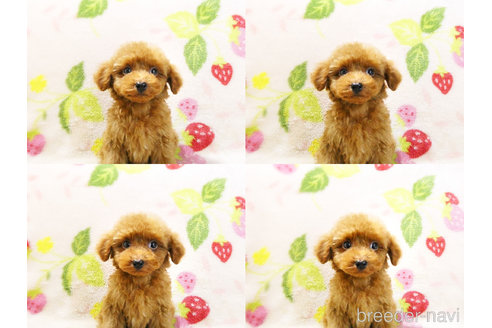 成約済の千葉県のティーカッププードル-303549の3枚目