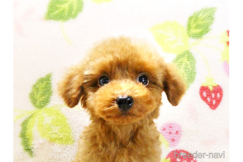 成約済の千葉県のティーカッププードル-303549の2枚目