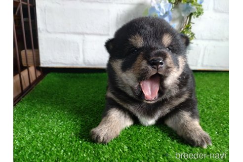 成約済の鹿児島県の柴犬-310176の4枚目