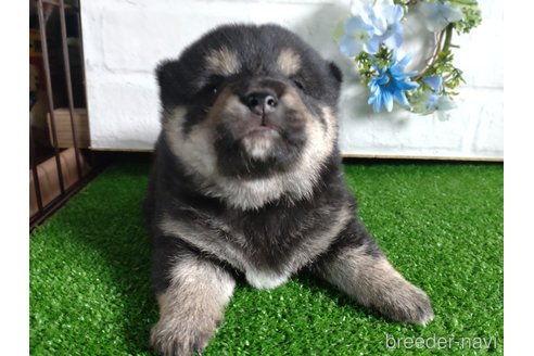 成約済の鹿児島県の柴犬-310176の3枚目
