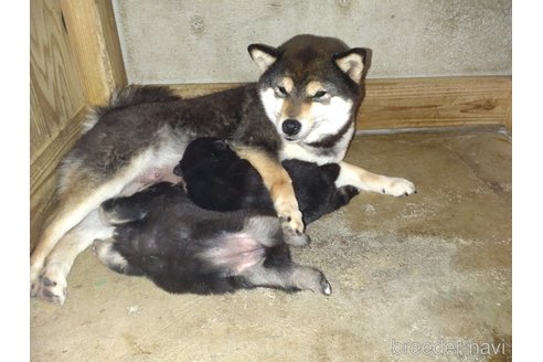 商談中の鹿児島県の柴犬-310176の2枚目