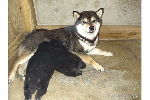 商談中の鹿児島県の柴犬-310180の5枚目