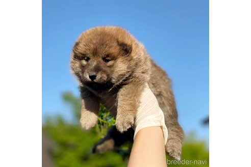 販売中の茨城県のミックス犬-310247の10枚目