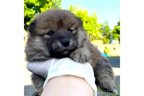 成約済の茨城県のミックス犬-310247の8枚目