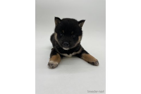 成約済の千葉県の柴犬-310253の3枚目