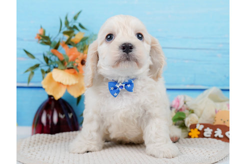 成約済の神奈川県のミックス犬-310254の18枚目