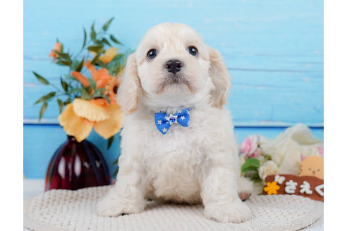 成約済の神奈川県のミックス犬-310254の17枚目