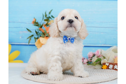 成約済の神奈川県のミックス犬-310254の16枚目