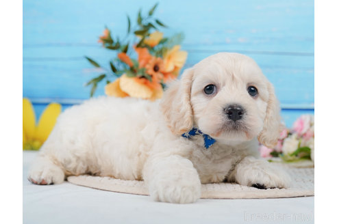 成約済の神奈川県のミックス犬-310254の15枚目