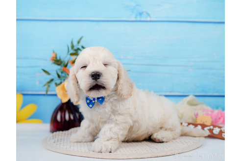 成約済の神奈川県のミックス犬-310254の14枚目