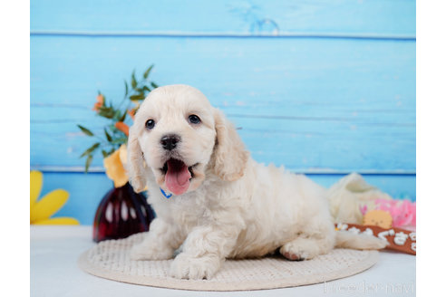 成約済の神奈川県のミックス犬-310254の13枚目