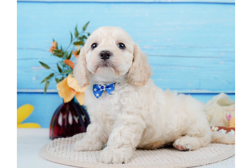 成約済の神奈川県のミックス犬-310254の12枚目