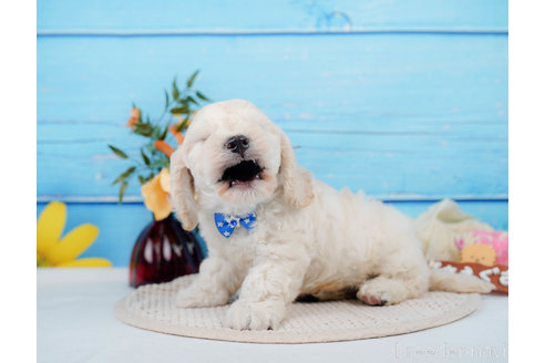 成約済の神奈川県のミックス犬-310254の11枚目