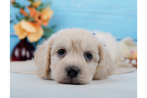 成約済の神奈川県のミックス犬-310254の10枚目