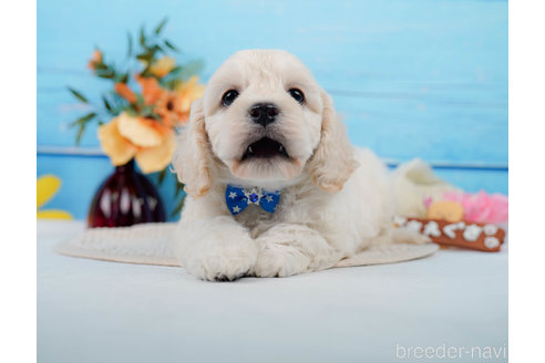 成約済の神奈川県のミックス犬-310254の9枚目