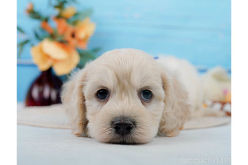 成約済の神奈川県のミックス犬-310254の8枚目