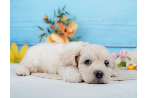 成約済の神奈川県のミックス犬-310254の7枚目