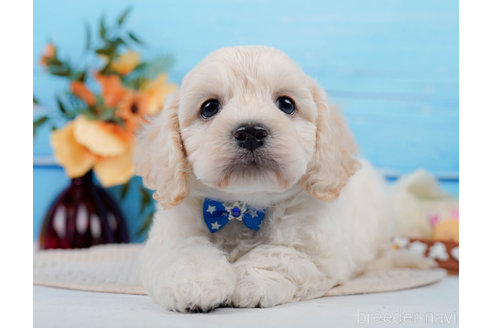 成約済の神奈川県のミックス犬-310254の6枚目