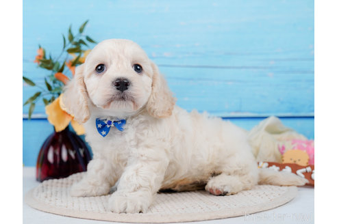 成約済の神奈川県のミックス犬-310254の5枚目