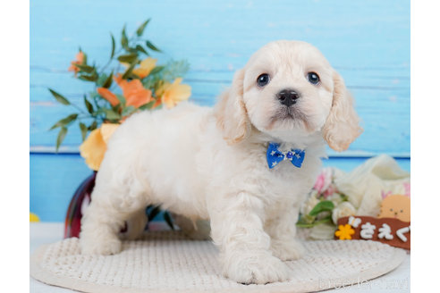 成約済の神奈川県のミックス犬-310254の4枚目