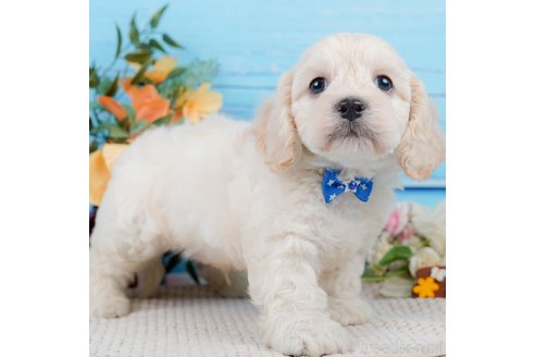 成約済の神奈川県のミックス犬-310254の1枚目