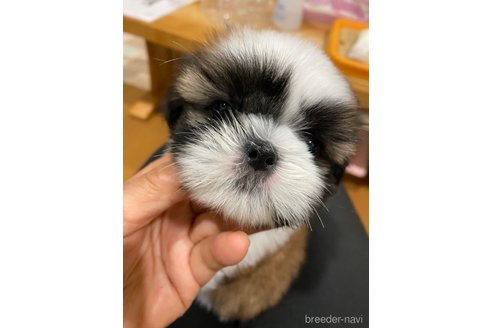 成約済の福岡県のシーズー-306766の2枚目